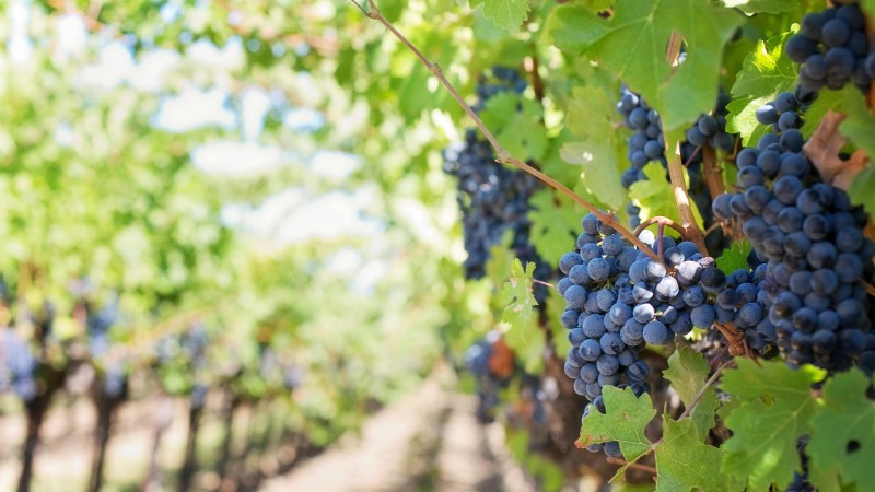 Close-up of ripe grapes on vineyard vines ready for harvest under bright sunlight., tags: toscana di 7 giorni - pexel